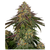 Product_Sensi Seeds Sweet Cherry Kush_Cannadusa_Marketplace_Buy