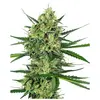 Product_Sensi Seeds Tangerine Sugar_Cannadusa_Marketplace_Buy