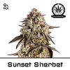Product_Automatik Sunset Sherbet_Cannadusa_Marketplace_Buy
