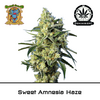 Product_Sweet Amnesia Haze – Sweet Seeds_Cannadusa_Marketplace_Buy