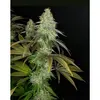 Product_The Cali Connection 818 Headband aka Sour OG_Cannadusa_Marketplace_Buy