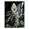 Product_The Cali Connection Deadhead OG_Cannadusa_Marketplace_Buy