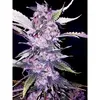 Product_The Cali Connection Purple Chem_Cannadusa_Marketplace_Buy