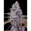 Product_The Cali Connection Tahoe OG Kush_Cannadusa_Marketplace_Buy