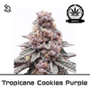 Product_Tropicanna Cookies Purple Early Version_Cannadusa_Marketplace_Buy