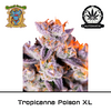 Product_Auto Tropicanna Poison XL – Sweet Seeds_Cannadusa_Marketplace_Buy