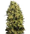 Produkt_Auto M8 - Cannabis Saatgut by GEASEEDS, Paket Einheiten: 3 Samen / Packung__Cannadusa_Marktplatz_Kaufen