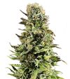 Produkt_Auto Super Skunk - Cannabis Saatgut by GEASEEDS, Paket Einheiten: 5 Samen / Packung__Cannadusa_Marktplatz_Kaufen