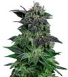 Produkt_Auto Widow - Cannabis Saatgut by GEASEEDS, Paket Einheiten: 3 Samen / Packung__Cannadusa_Marktplatz_Kaufen