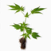Product_Amnesia - Classic Cut Hy-Pro Seeds_Cannadusa_Marketplace_Buy