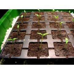 Product_Eazy Plug 24er Tray Store_Cannadusa_Marketplace_Buy