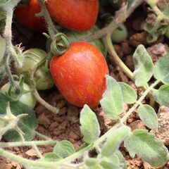 Product_Buschtomate Fuzzy Wuzzy_Cannadusa_Marketplace_Buy