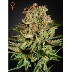 Product_GHSC Super Bud Fem. 3St_Cannadusa_Marketplace_Buy