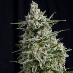 Anesthesia - Photoadependent - Pyramid Seeds