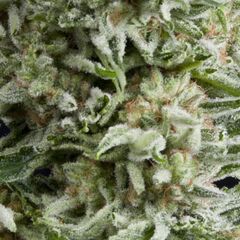Auto Amnesia Gold - Autoflowering-Samen - Pyramid Seeds - Cannabis seeds