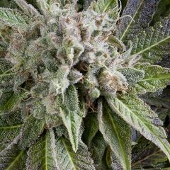 Auto Blue Pyramid - Autoflowering Seeds - Pyramid Seeds