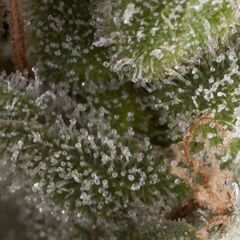 Auto Fresh Candy - Autoflowering Seeds - Pyramid Seeds