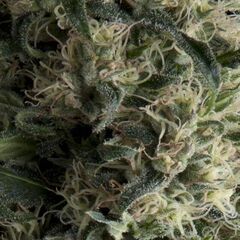 Pyramid Seeds - Auto Galaxy - Autoflowering - Samen - Cannabis
