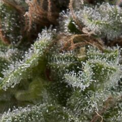 Auto Lennon - Autoflowering Seeds - Pyramid Seeds