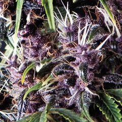 Auto Purple - Autoflowering Seeds - Pyramid Seeds
