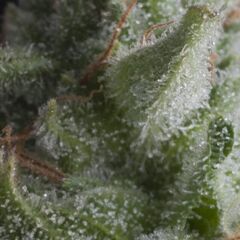 Auto Shark - Autoflowering Seeds - Pyramid Seeds