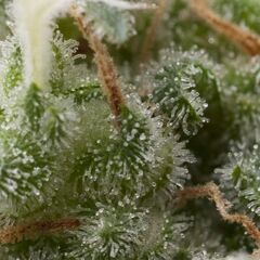 Auto Super Hash - Autoflowering Seeds - Pyramid Seeds