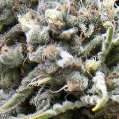 Auto White Widow - Autoflowering-Samen - Pyramid Seeds