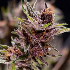 Black Cherry Punch - American Strains - Pyramid Seeds - Cannabis seeds