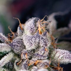 Cookies USA - American Strains - Pyramid Seeds