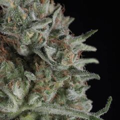 Critical Plus - Feminised Marihuana Seeds - Trikoma Seeds