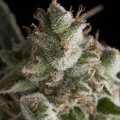 Fresh Candy - Photodependent - Pyramid Seeds