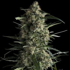 Galaxy CBD - CBD Seeds - Pyramid Seeds