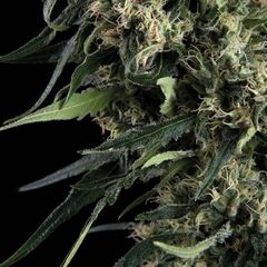 Northern Lights Auto - Autoflowering - Trikoma Seeds
