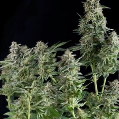Northern Lights - Feminized- Pyramid Seeds - Cannabis seeds