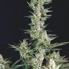 OG Confidential - USA Strains - Trikoma Seeds