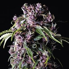 Purple - Photodependent - Pyramid Seeds