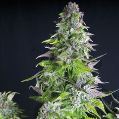 Romulan - American Strains - Pyramid Seeds
