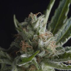 Shark CBD - CBD Seeds - Pyramid Seeds