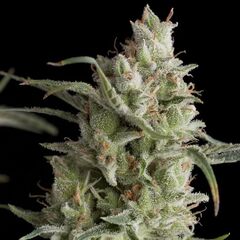 Super OG kush - American Strains - Pyramid Seeds