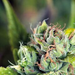 Tahoe Cure - American Strains - Pyramid Seeds