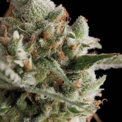 Total Cheese (aka Super Cheese) - Feminised Marihuana Seeds