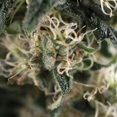 Total Cheese Auto (aka Super Cheese Auto) - Trikoma Seeds