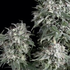 White Widow - Feminised Marihuana Seeds