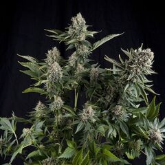 White Widow - Photodependent - Pyramid Seeds