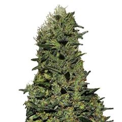 Product_Ak  - Cannabis Seeds by GEASEEDS, Package Unit: 3 Seed / Package_Cannadusa_Marketplace_Buy
