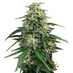 Product_Amnesia  - Cannabis Seeds by GEASEEDS, Package Unit: 3 Seed / Package_Cannadusa_Marketplace_Buy