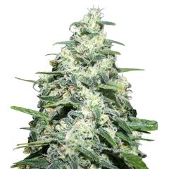 Product_Amnesia Pro  - Cannabis Seeds by GEASEEDS, Package Unit: 3 Seed / Package_Cannadusa_Marketplace_Buy