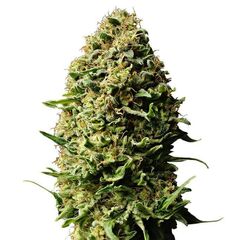 Product_Auto Ak - Cannabis Seeds by GEASEEDS, Package Unit: 3 Seed / Package_Cannadusa_Marketplace_Buy