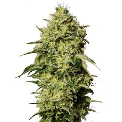Product_Auto Amnesia - Cannabis Seeds by GEASEEDS, Package Unit: 3 Seed / Package_Cannadusa_Marketplace_Buy