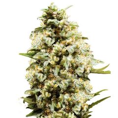 Product_Auto Critical - Cannabis Seeds by GEASEEDS, Package Unit: 3 Seed / Package_Cannadusa_Marketplace_Buy